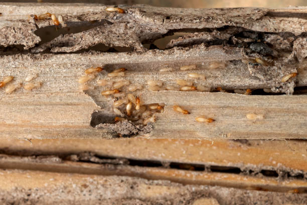 Best Spider Control Near Me  in Wolf Point, MT