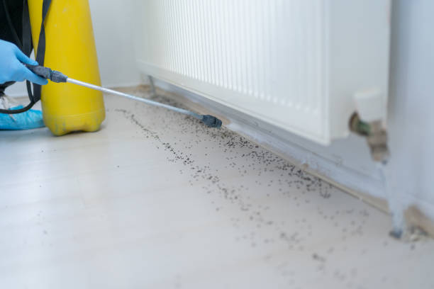 Best Pest Removal Services  in Wolf Point, MT