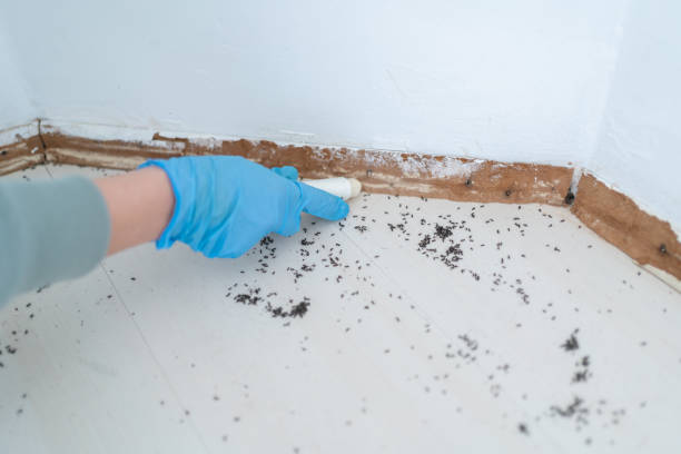 Reliable Wolf Point, MT Pest Control Solutions