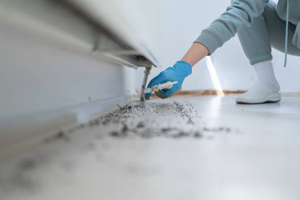 Best Flea Control Services  in Wolf Point, MT